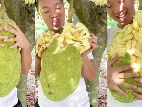 Nhận cả 'rổ gạch đá' vì quay clip tách mít chín mọng trên cây đã mắt